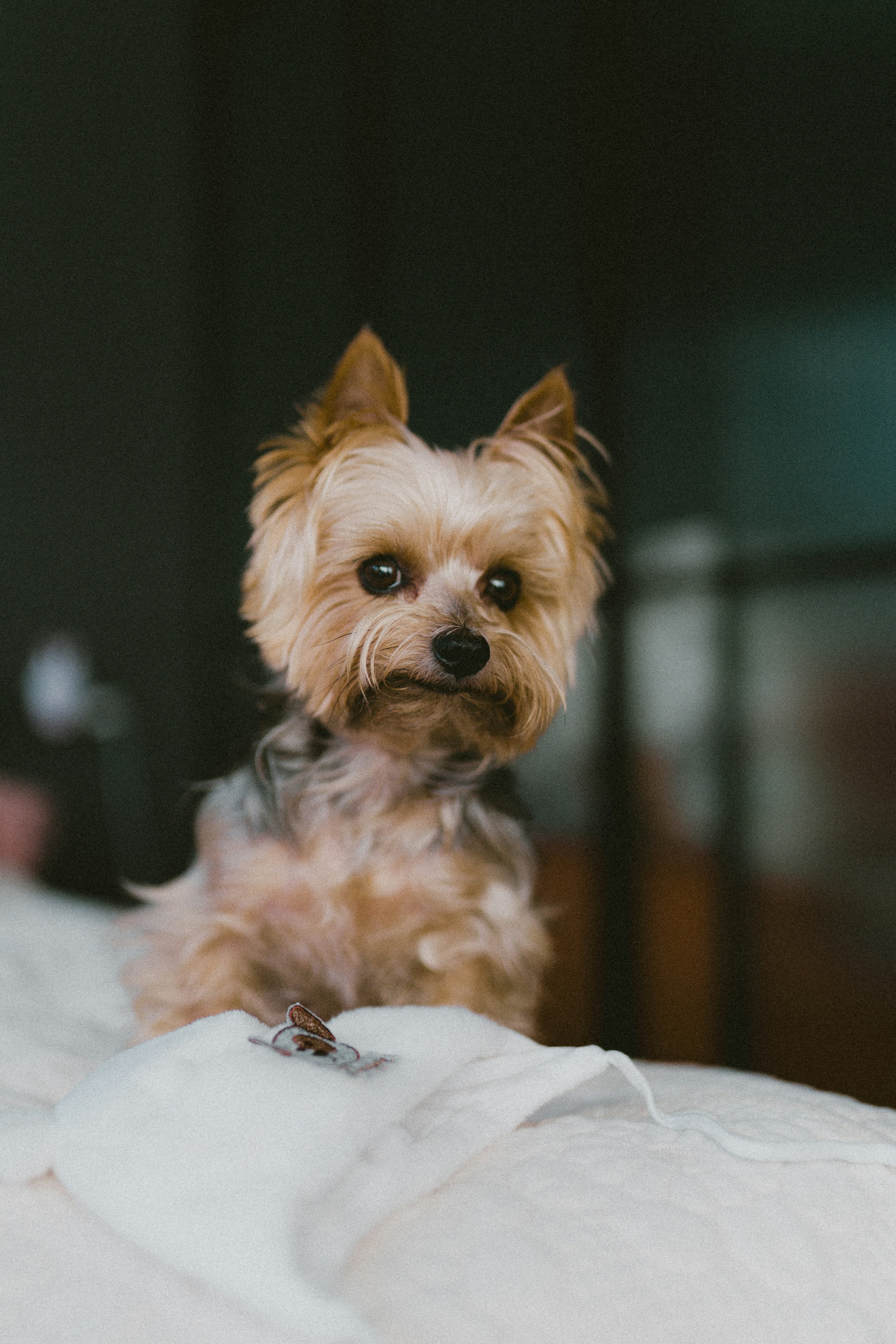 The Best Dogs for Apartment Living