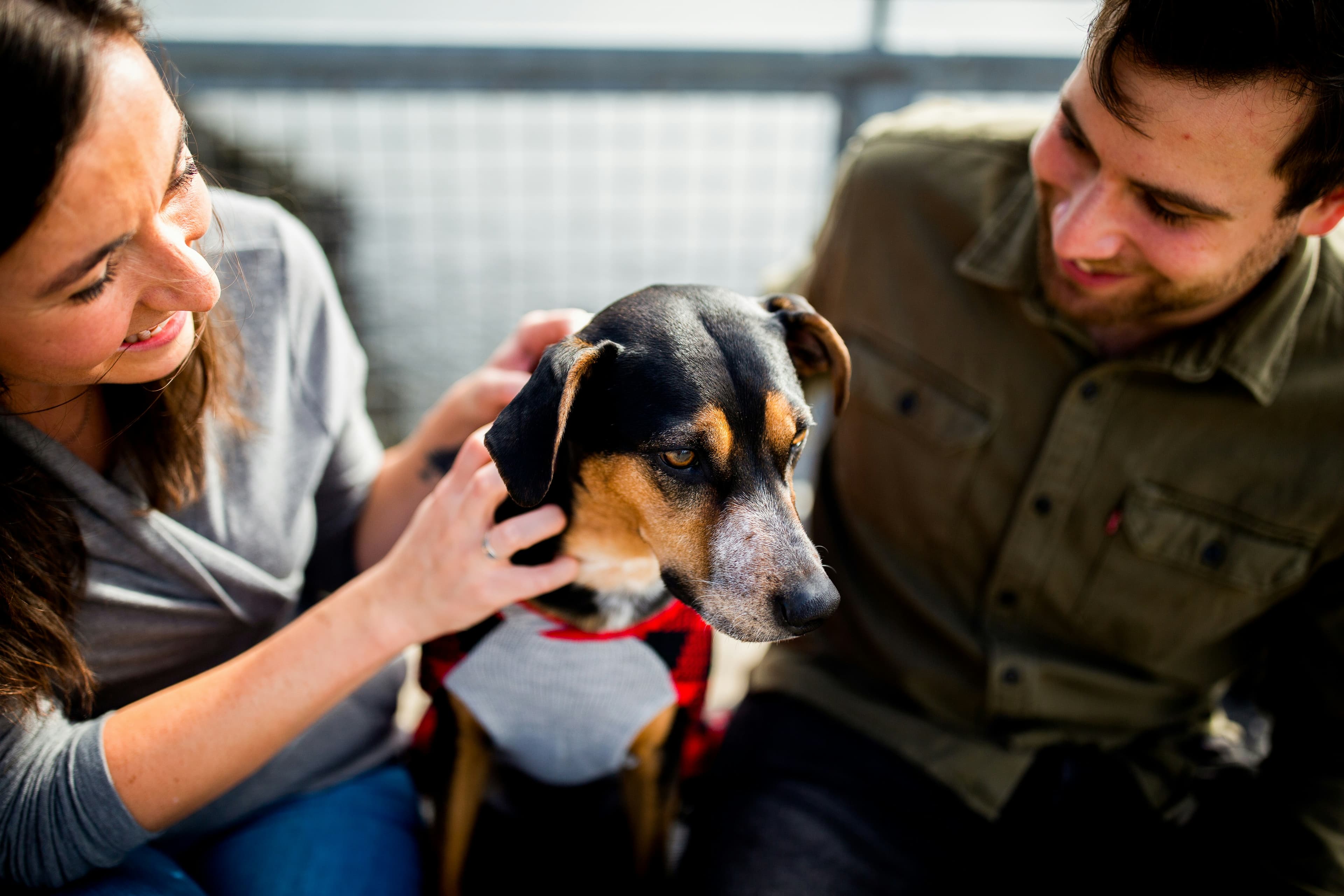 Choosing Your First Dog: A Complete Guide