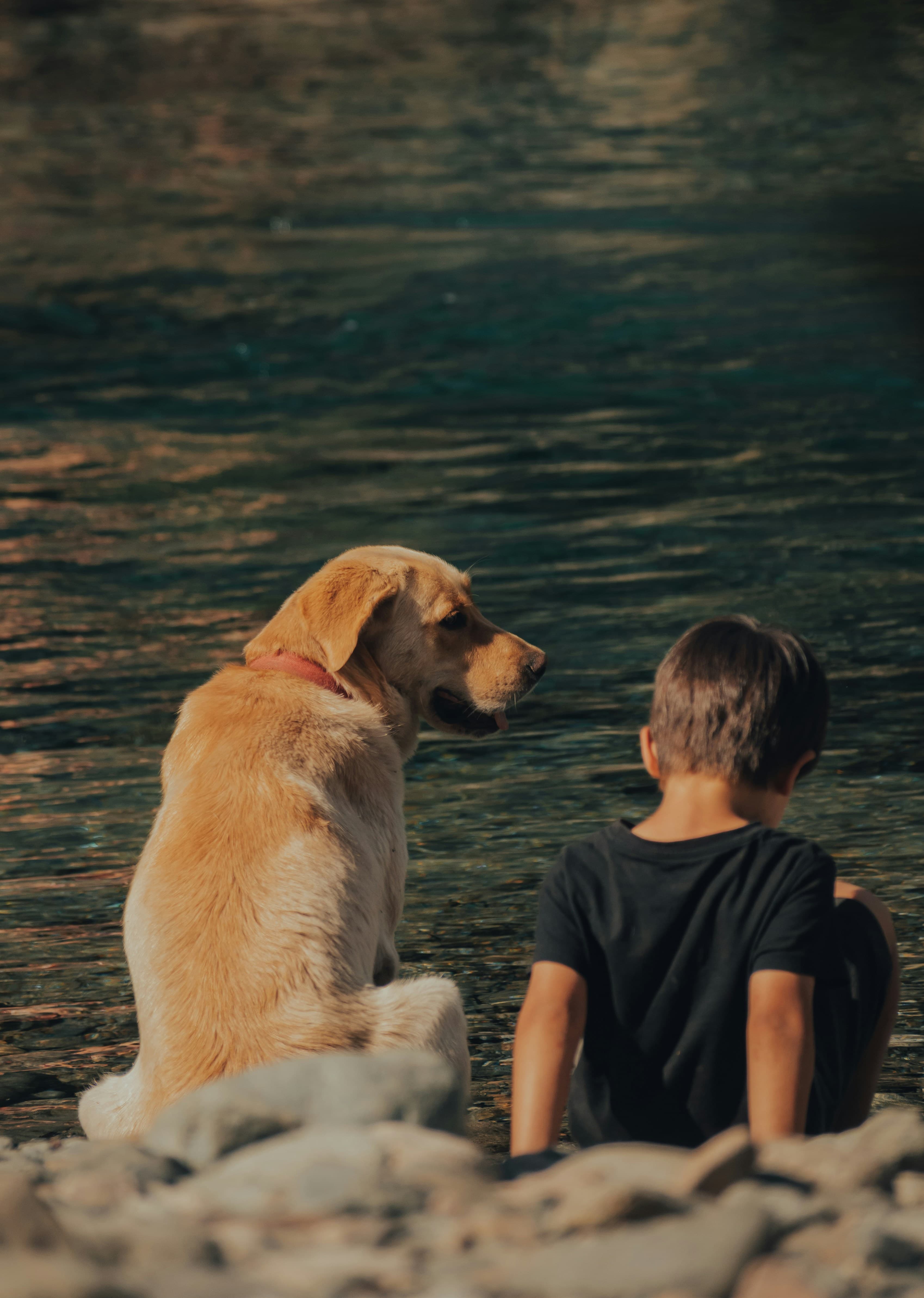 Best Family-Friendly Dog Breeds: A Complete Guide