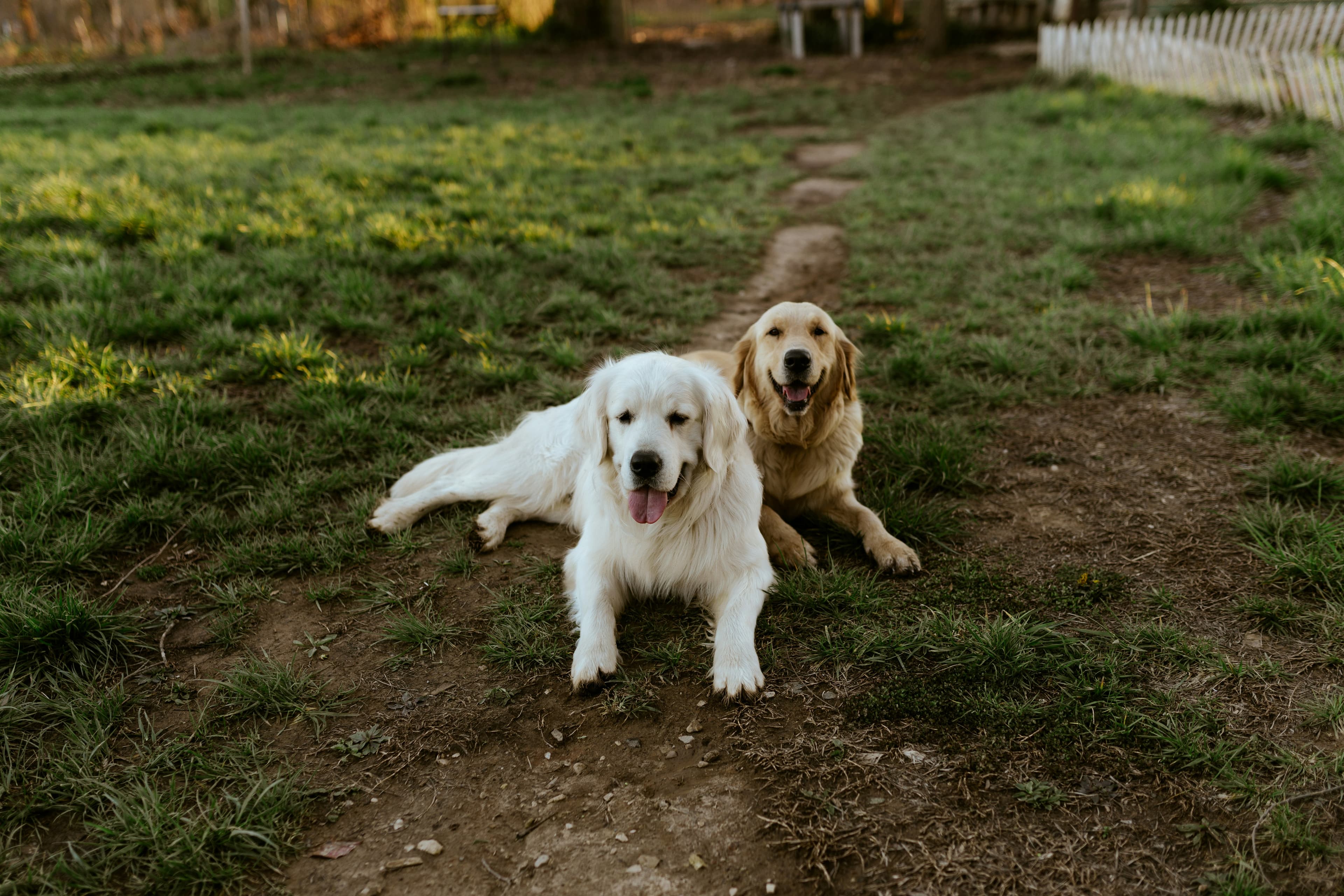 Golden Retriever vs Labrador: Which is Right for You?