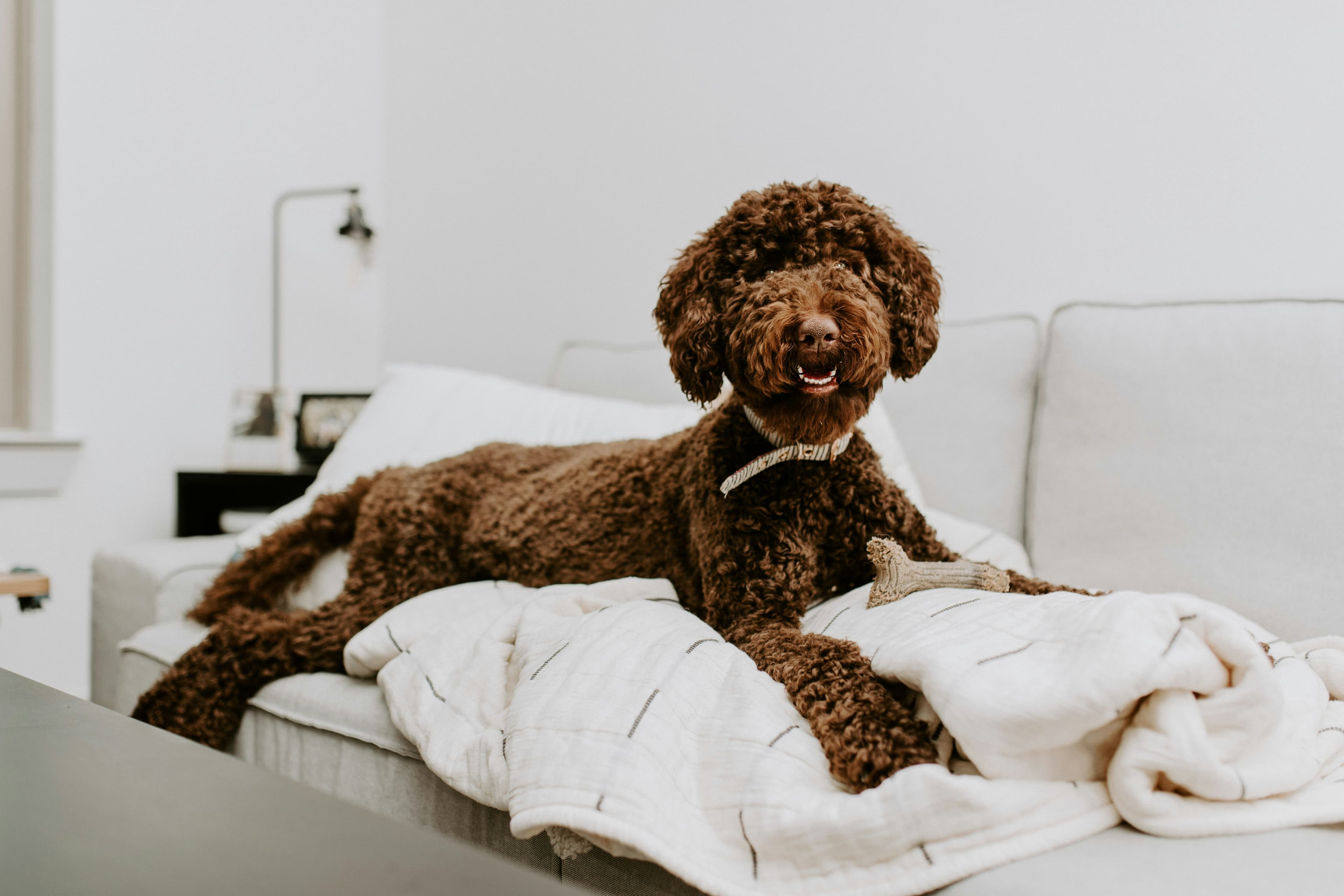 Are Hypoallergenic Dog Breeds Real? What You Should Know