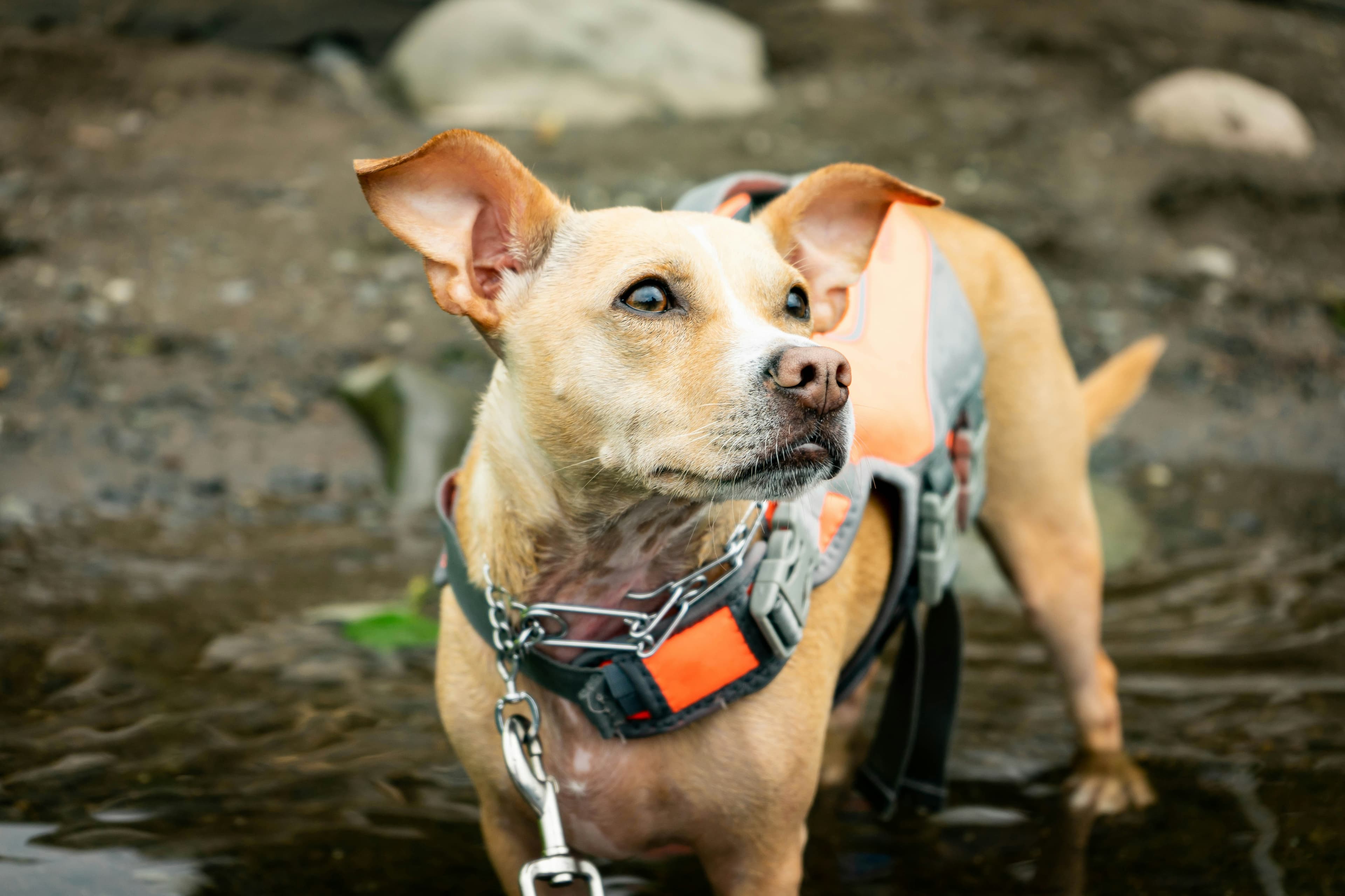 Low-Maintenance Dogs for Busy People