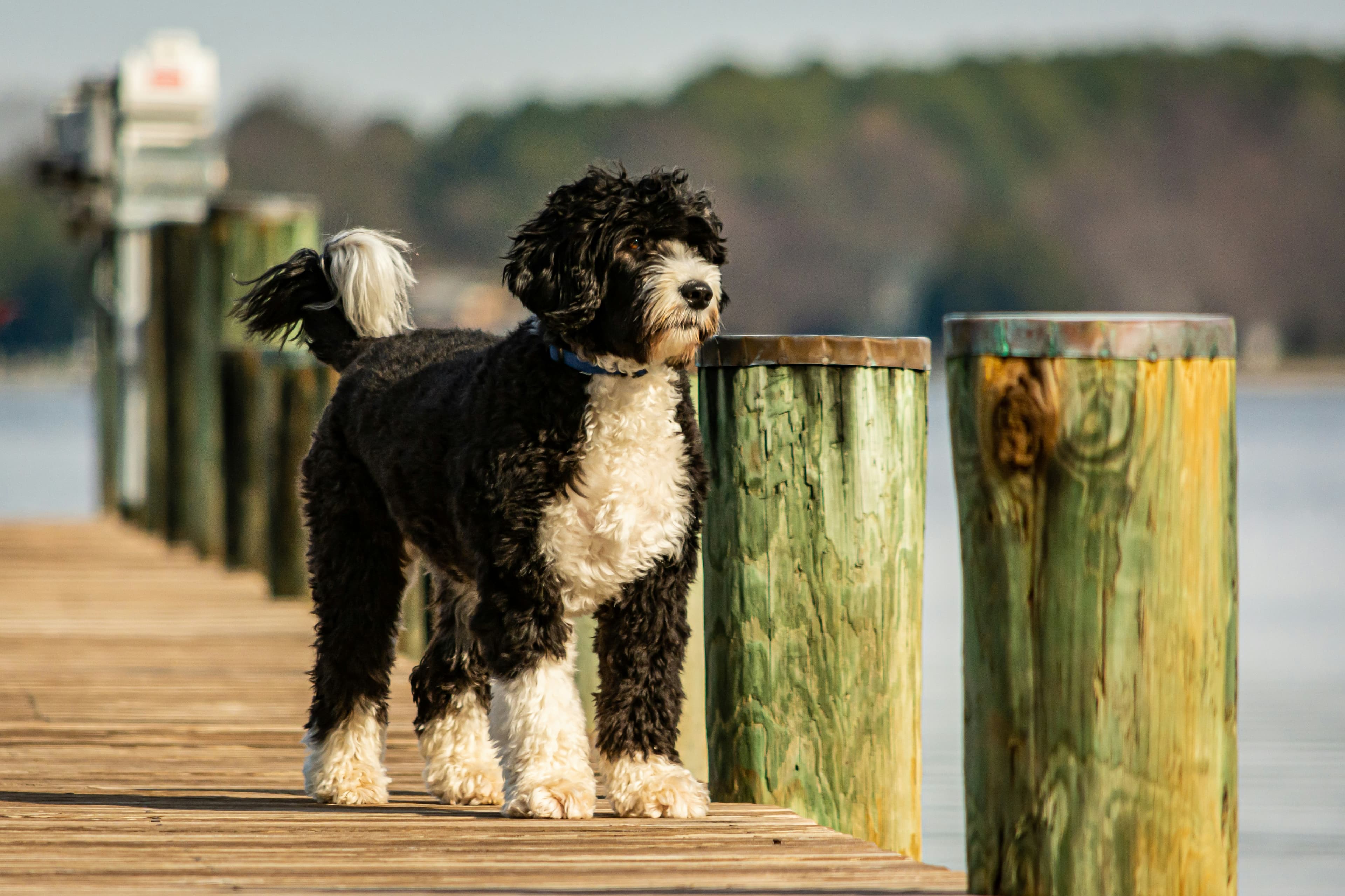 7 Underrated Dog Breeds You Should Know About