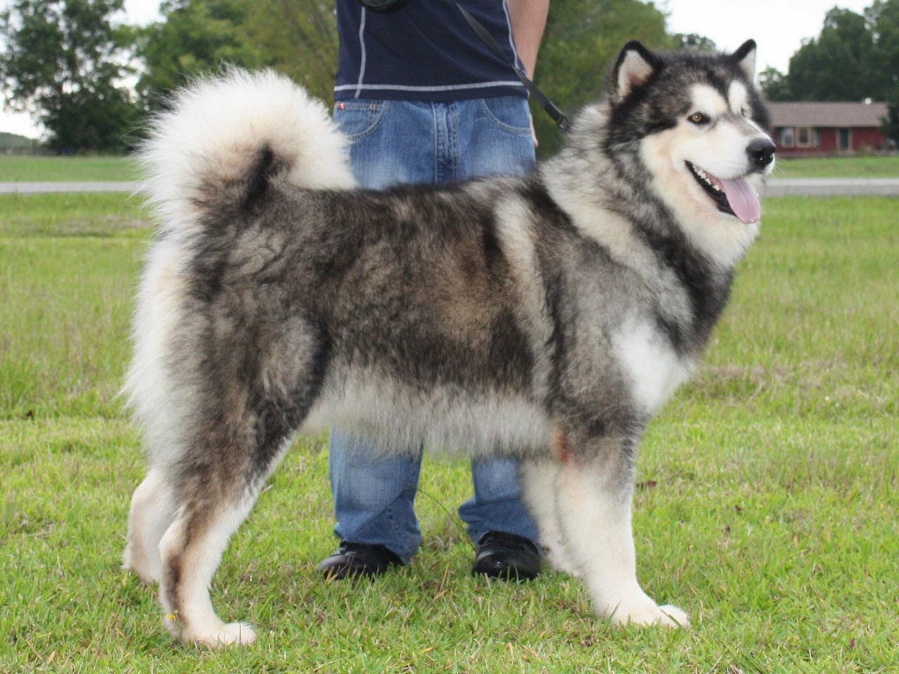 Alaskan Malamute