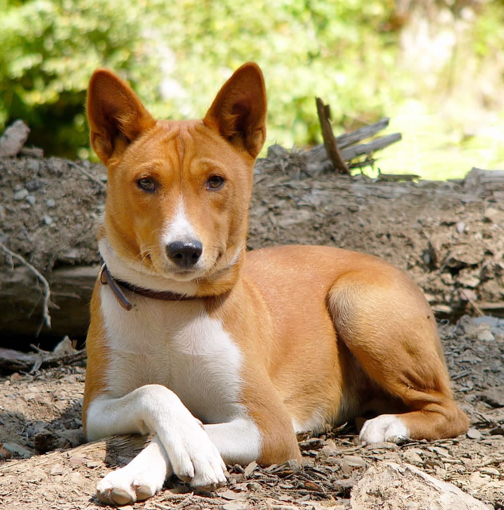 Basenji