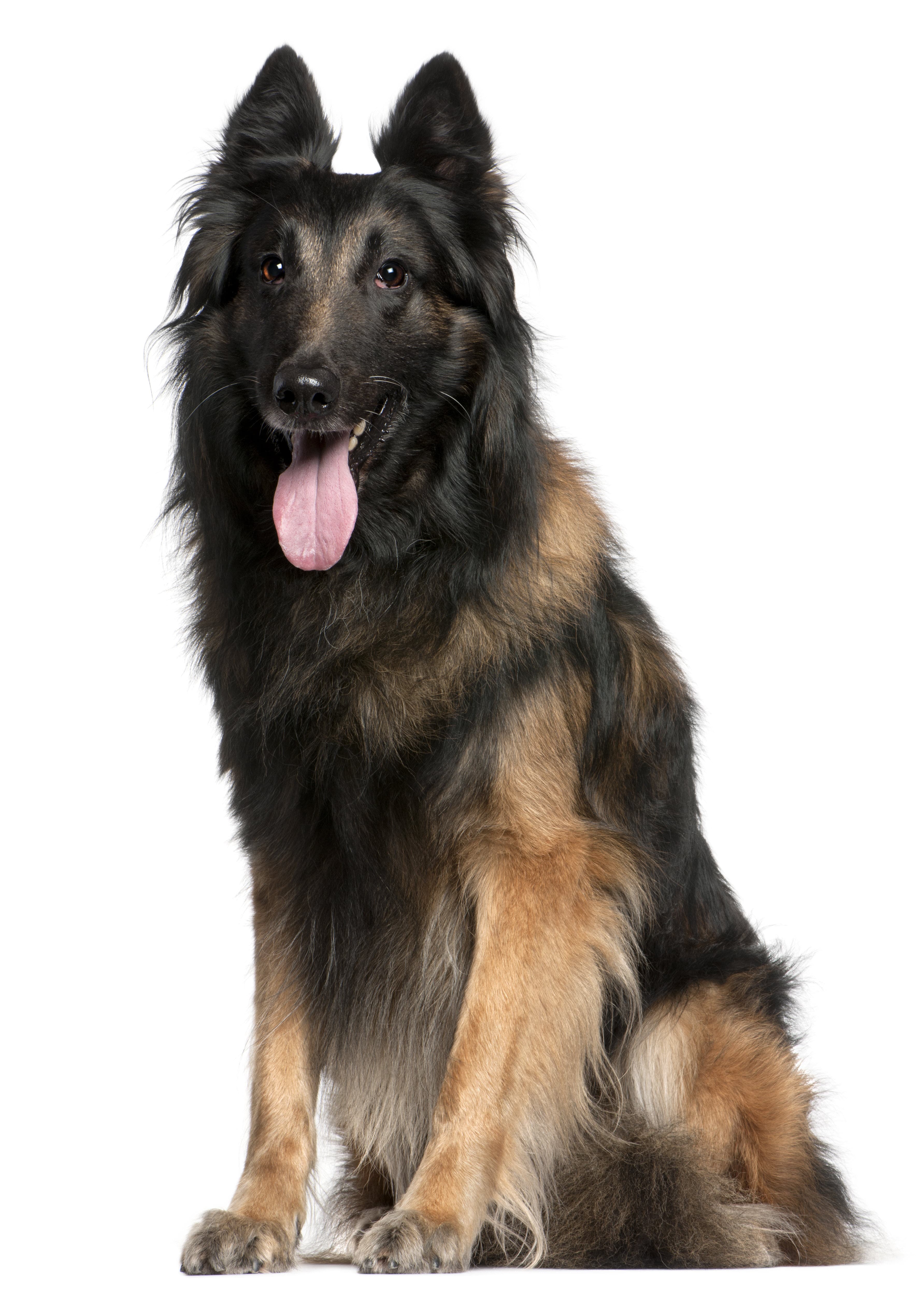 Belgian Malinois