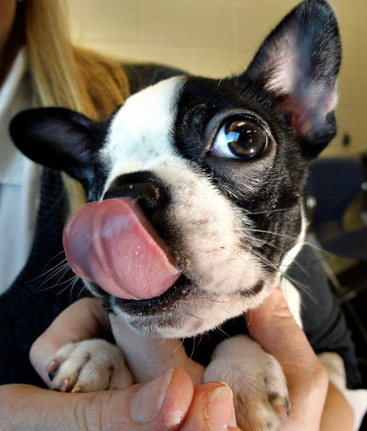 Boston Terrier