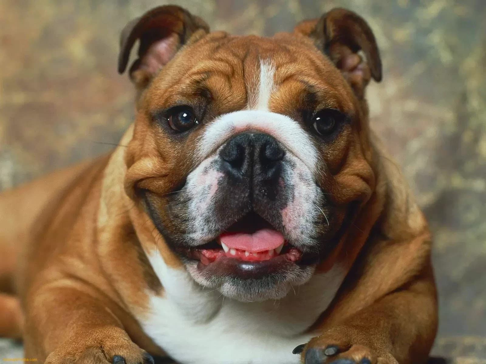 Bulldog