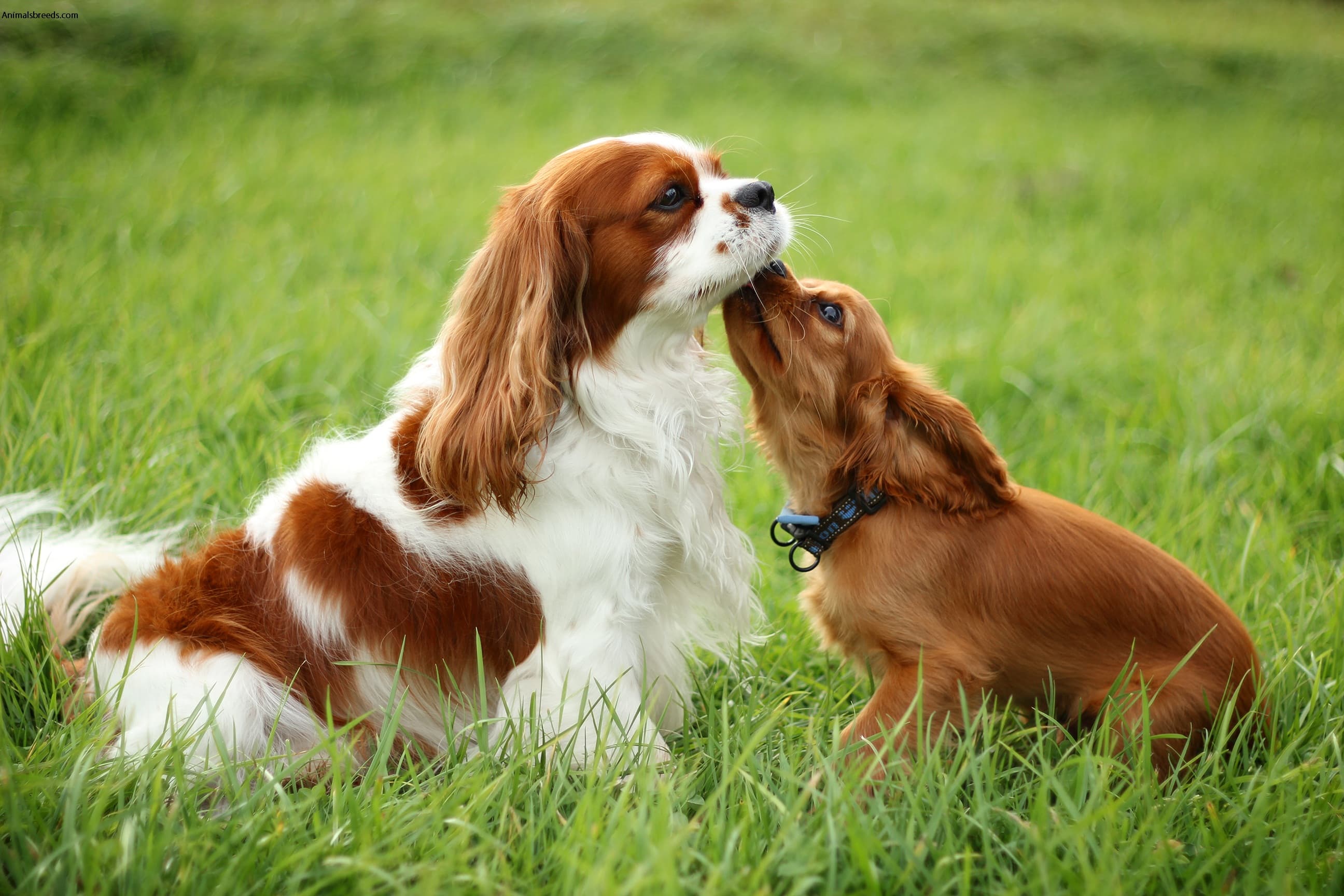 Cavalier King Charles Spaniel