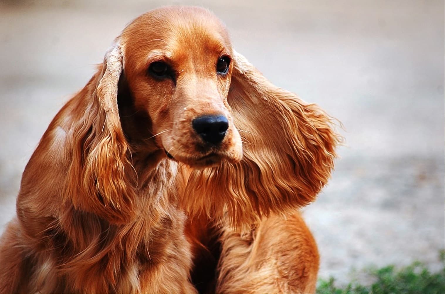 Cocker Spaniel