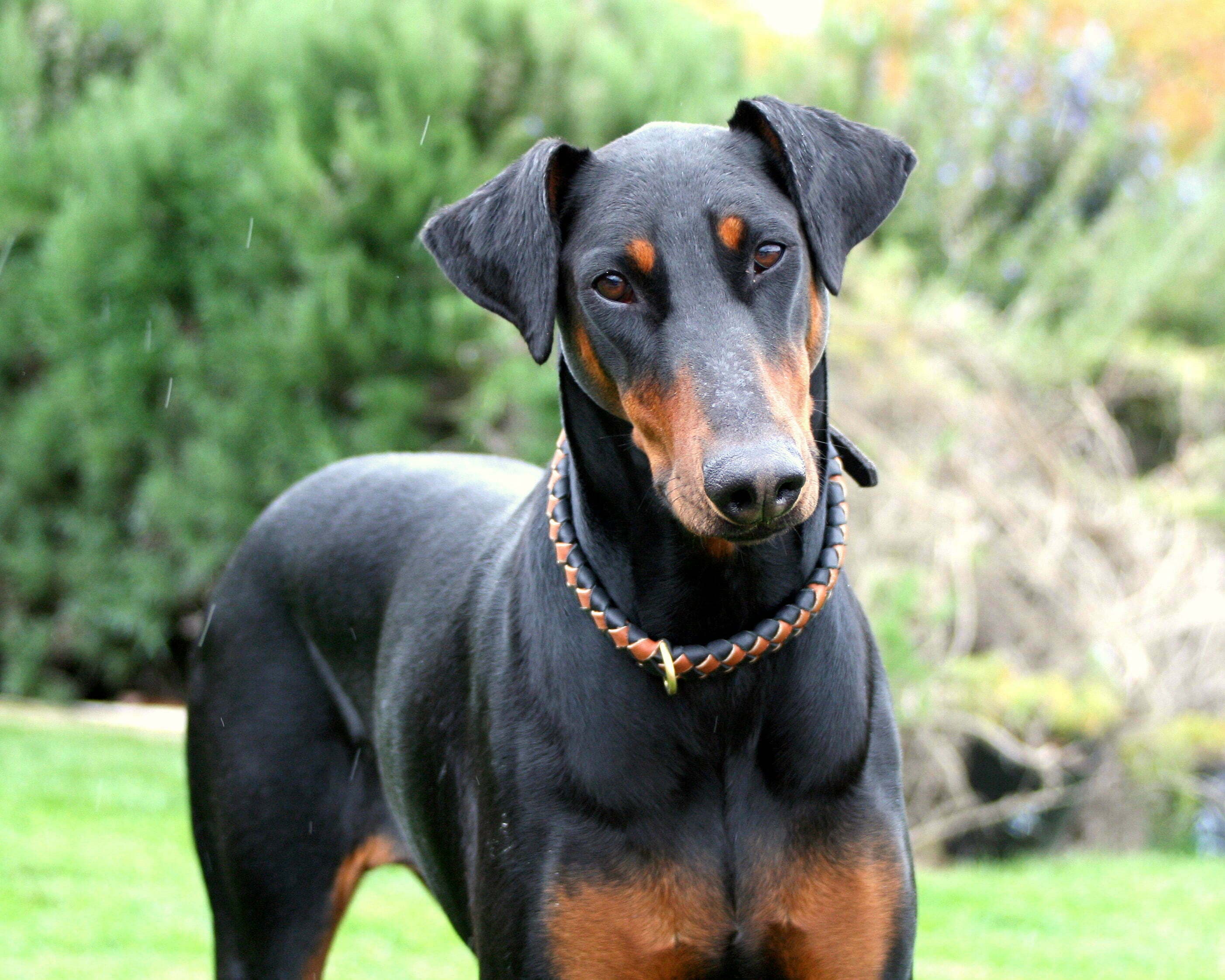 Doberman Pinscher