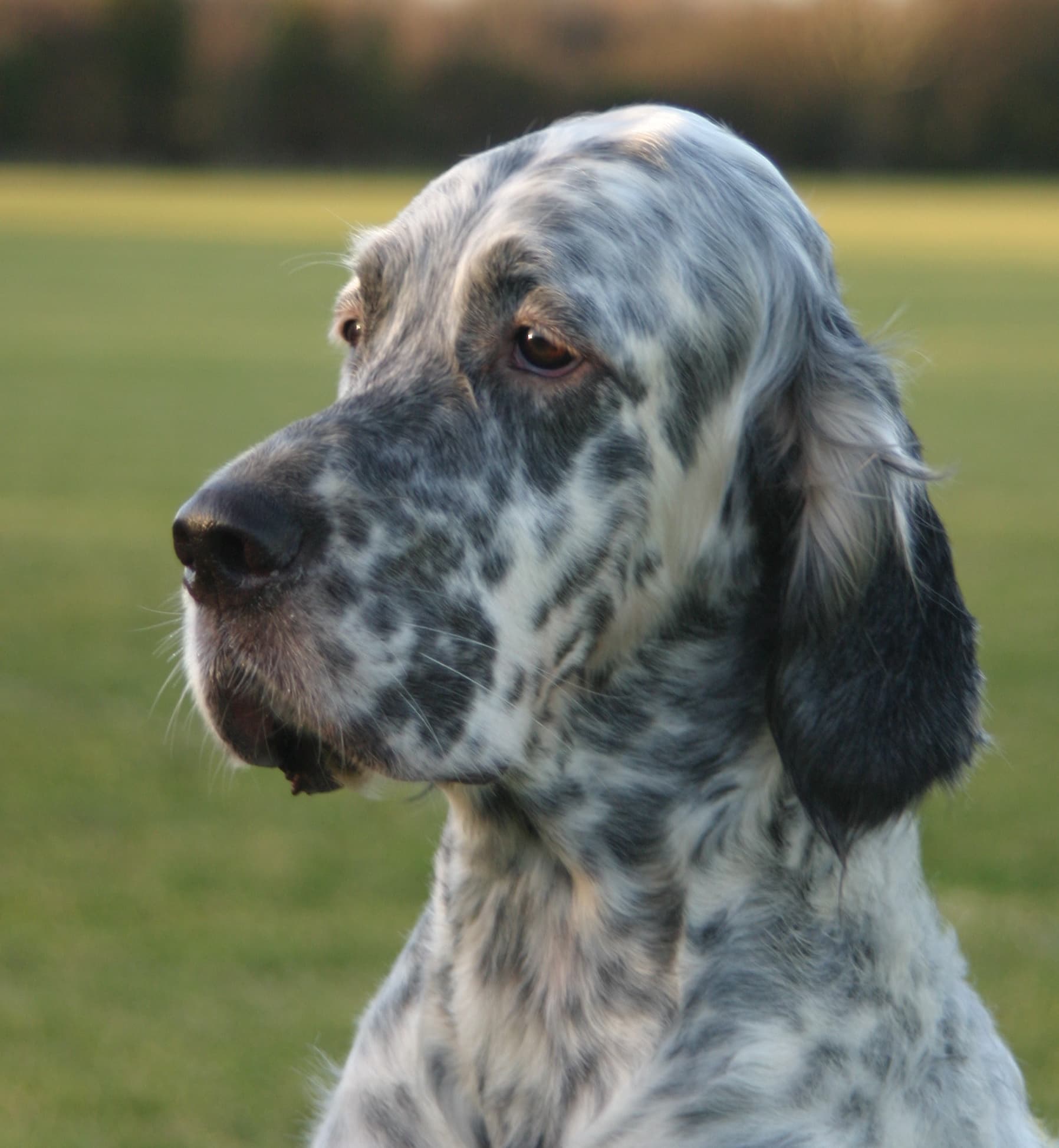 English Setter
