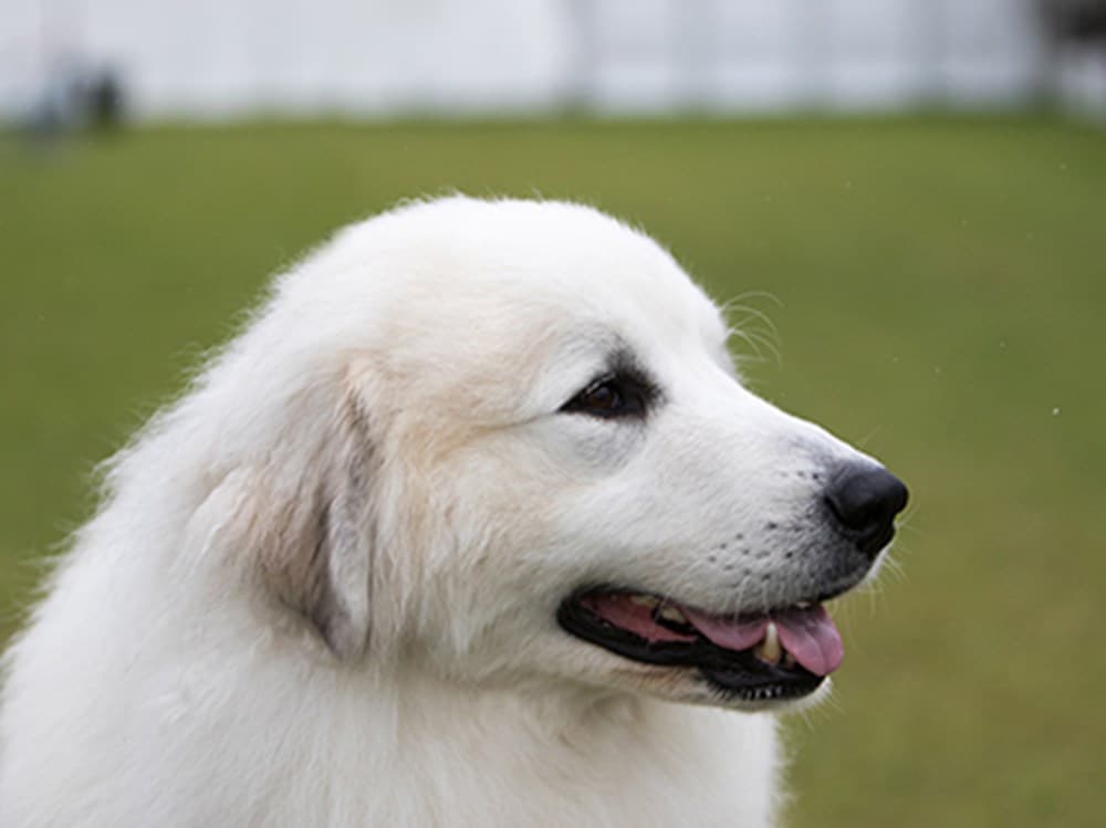 Great Pyrenees