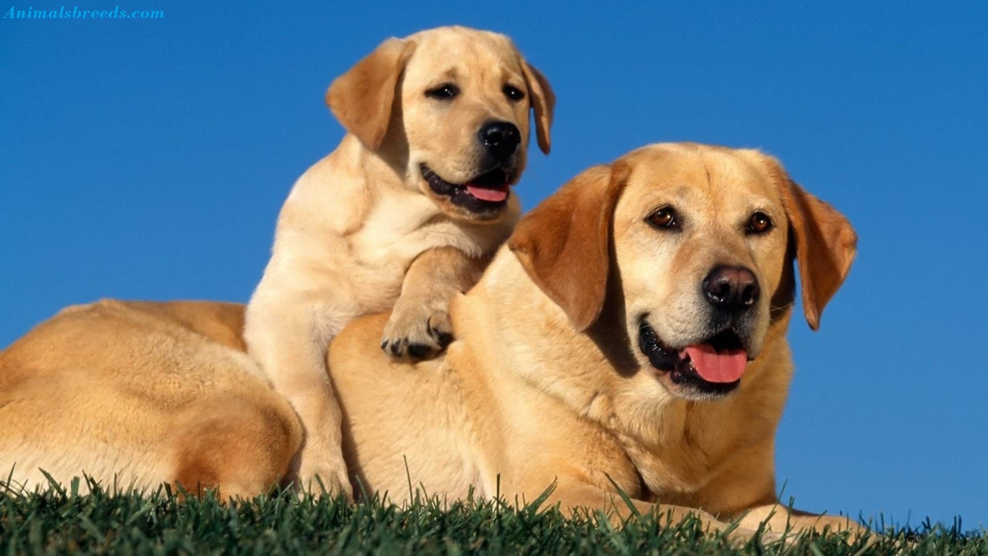 Labrador Retriever
