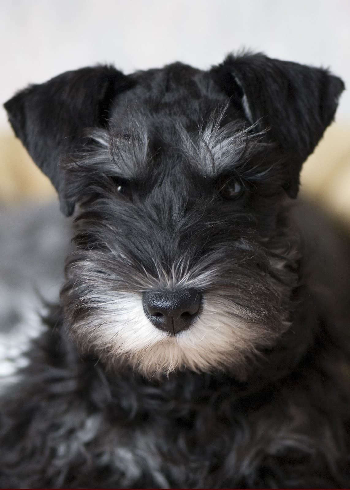 Miniature Schnauzer