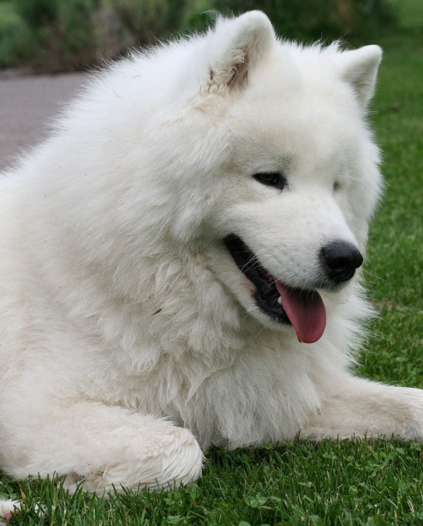Samoyed