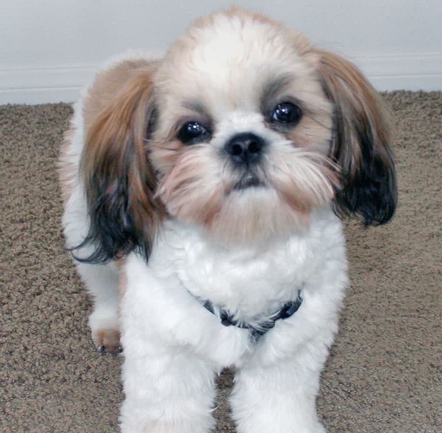 Shih Tzu