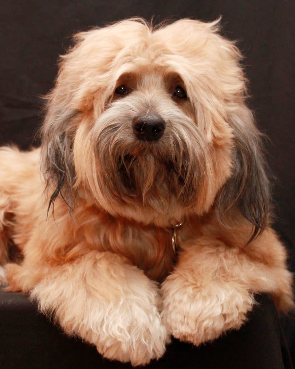 Tibetan Terrier