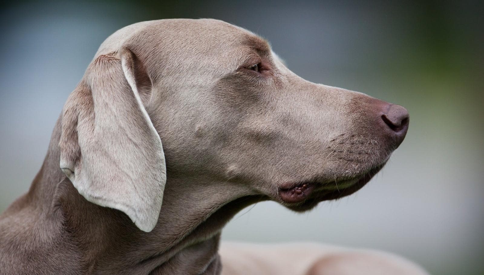Weimaraner