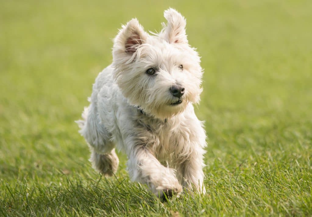 West Highland White Terrier