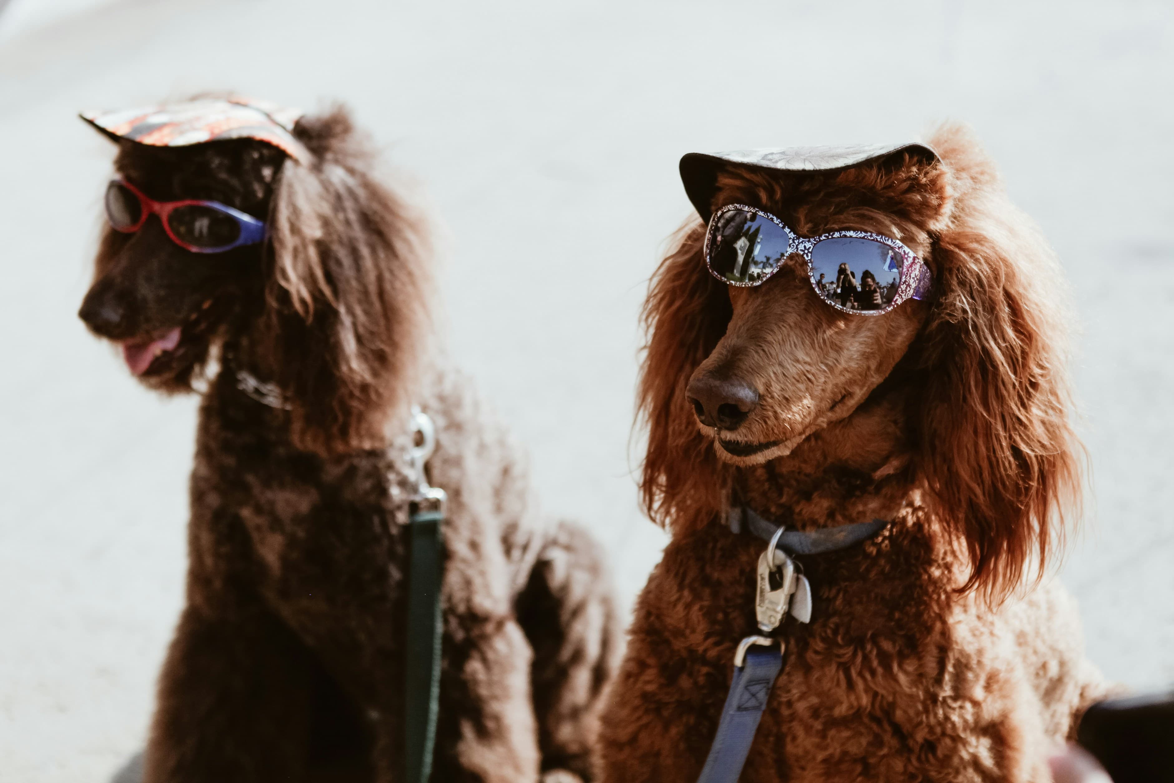 Dog Breed Trends in 2025: What's Hot and Why